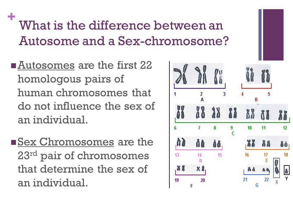 from chromosomes How sex autosomes differ